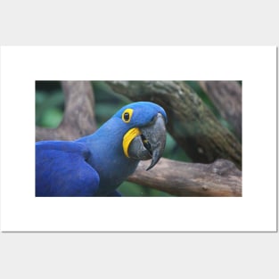 Blue Hyacinth Macaw Posters and Art